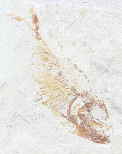 Bargain, Cretaceous Fossil Fish - Lebanon #53951